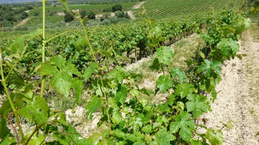 El granizo genera pocas incidencias en viñedos de la D.O. Somontano