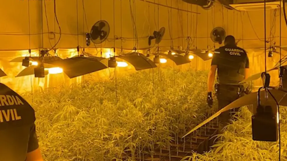 La Guardia Civil detiene en La Litera a dos personas e incuta 1.400 plantas de marihuana en una plantación "indoor"