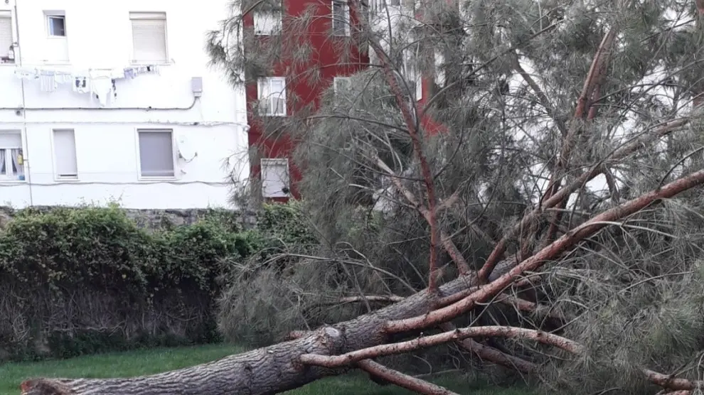Se viene abajo un árbol en una zona verde junto al Centro Benito Moliner de Huesca