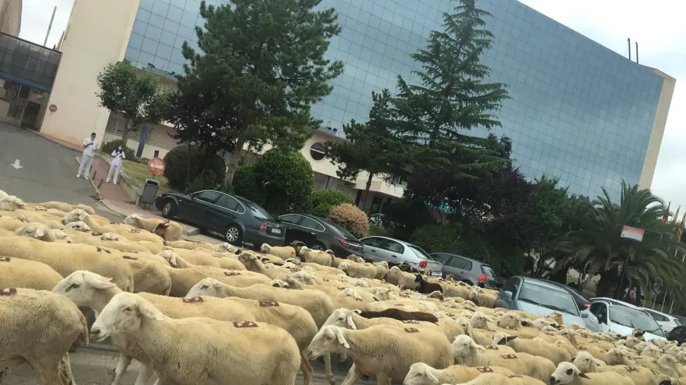 Un "mar" de ovejas inunda Huesca y surca sus calles en su paso hacia La Sotonera