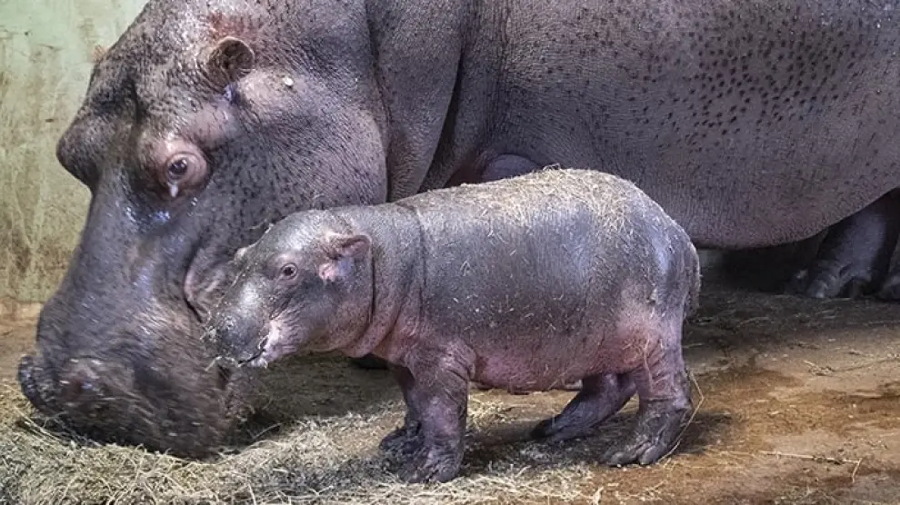 El hipopótamo nacido durante la cuarentena en el Bioparc de Valencia es macho