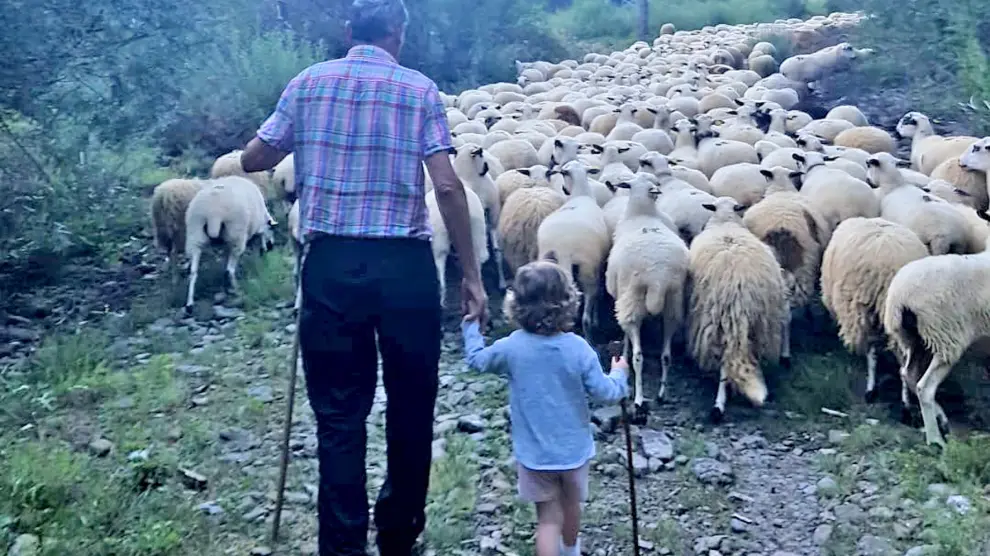 El veraneo de las ovejas