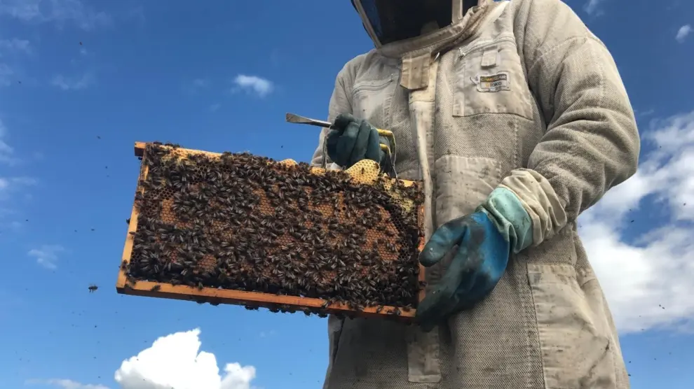 "La producción de miel ha caído un 60 % por el cambio climático"