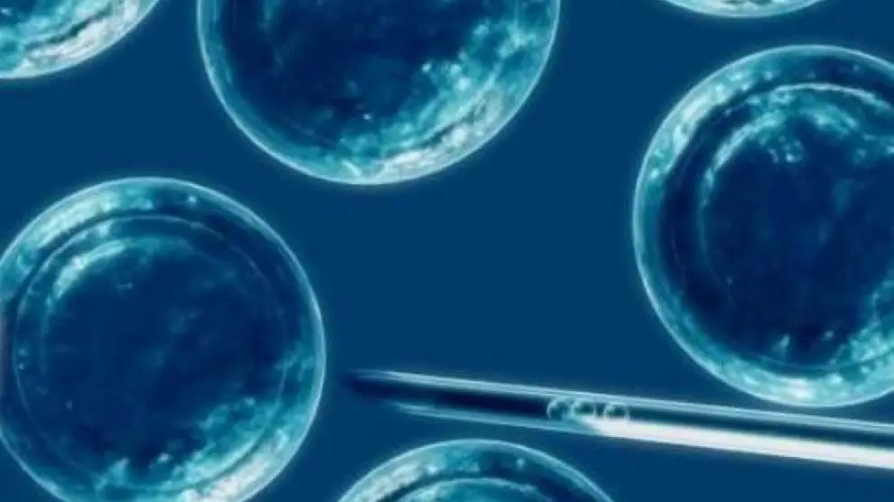 La autofagia en células madre, clave en terapias regenerativas