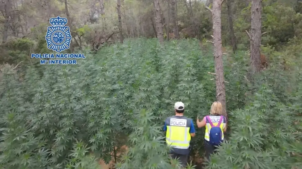 La Policía Nacional desmantela en menos de un año la cuarta plantación de marihuana oculta en los bosques de Huesca