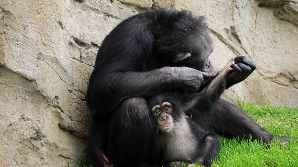 El chimpancé huérfano de Bioparc Fuengirola consigue ser aceptado por su madre adoptiva