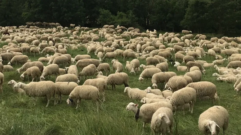 Un estudio en La Garcipollera evidencia la utilidad de los drones para gestionar los rebaños de ovino
