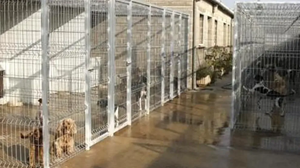 Unos 140.000 perros y gatos son recogidos en España cada año