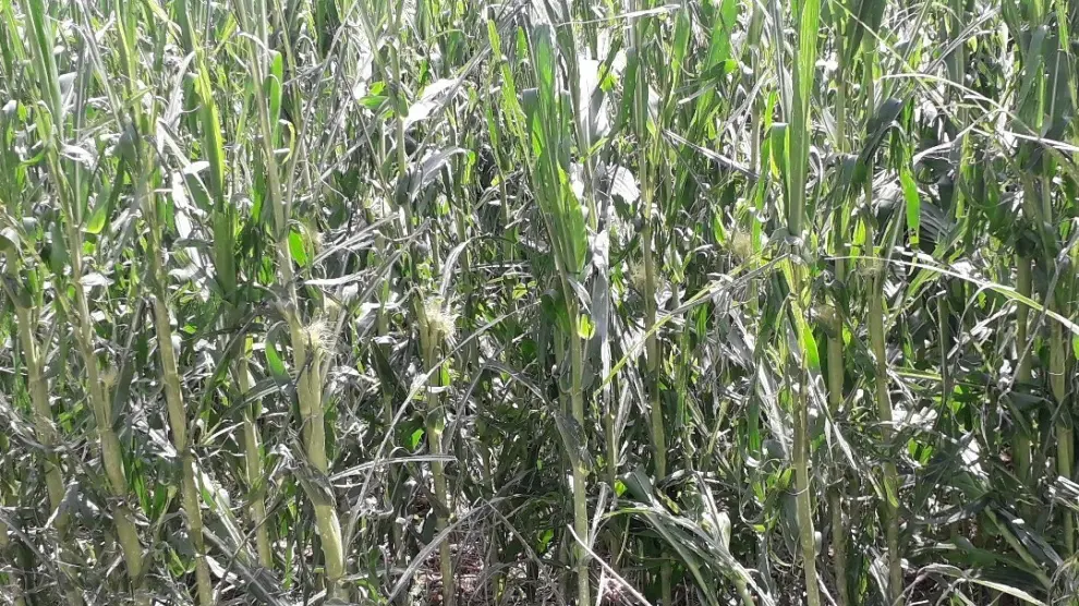 Agroseguro ya perita los daños más urgentes por el granizo