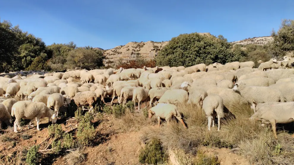 Los ganaderos de ovino y caprino aragoneses recibirán un complemento a la PAC de 924.281 euros