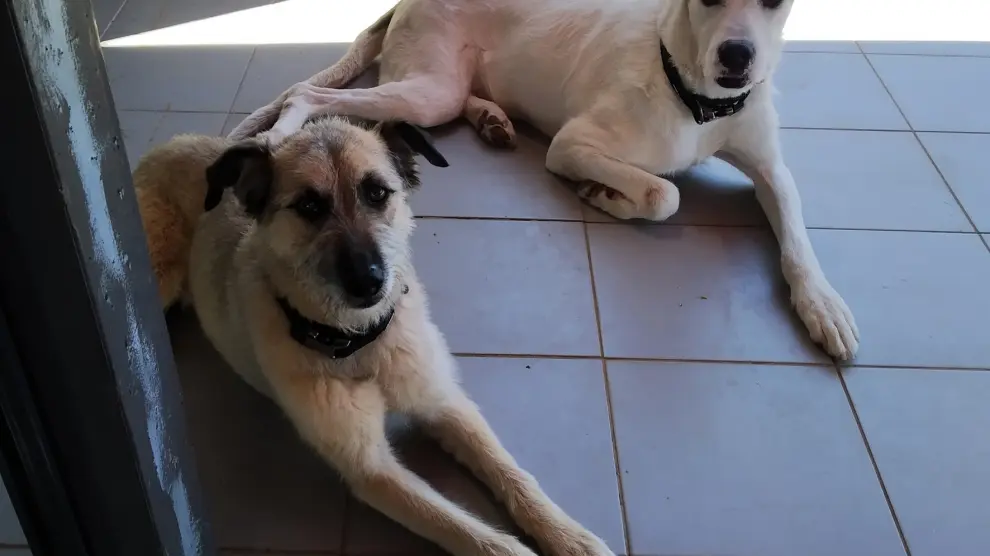 Perros en busca de una "nueva normalidad" junto a una familia