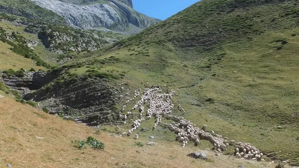 El bosque "recoloniza" los pastos de montaña por la caída de la ganadería