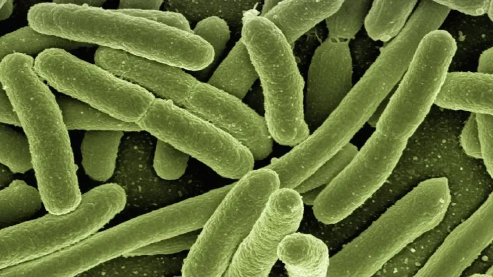 Un estudio vincula muchas enfermedades con la composición de las bacterias intestinales
