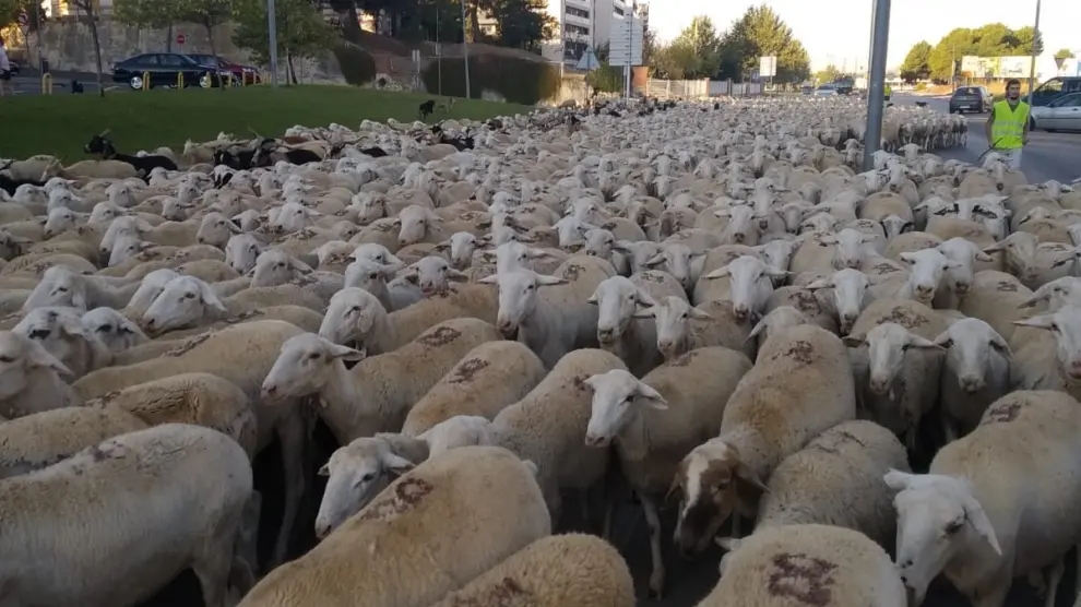 Alrededor de 2.000 ovejas se "adueñan" de la ciudad de Huesca en su paso trashumante