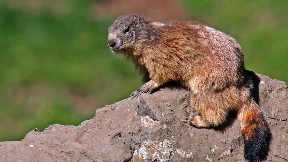 Los dialectos de las marmotas