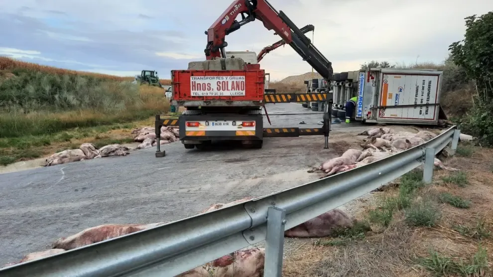 El vuelco de un camión deja 200 cerdos muertos en la calzada en Peralta de Alcofea
