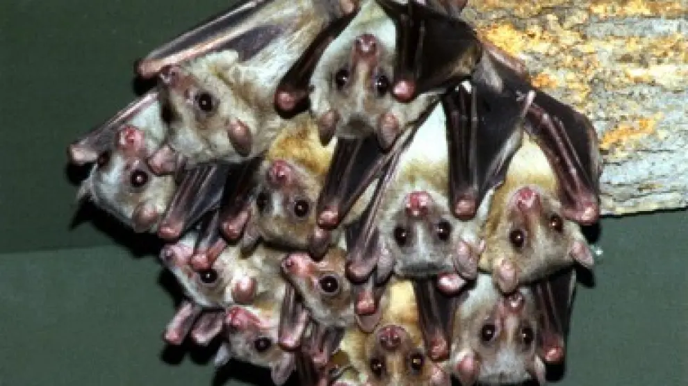 La valiosa función de los murciélagos en el ecosistema