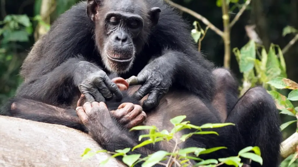 Los chimpancés pueden sufrir de por vida quedarse huérfanos