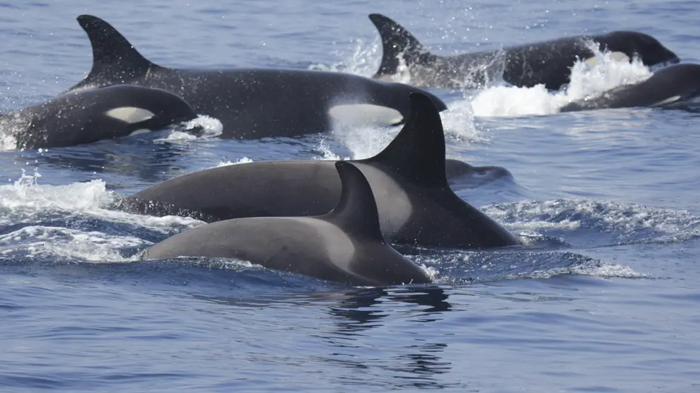 Comportamiento "curioso" entre las orcas jóvenes y los veleros