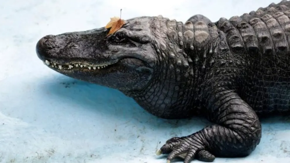 El aligátor más viejo del mundo vive en el zoo de Belgrado