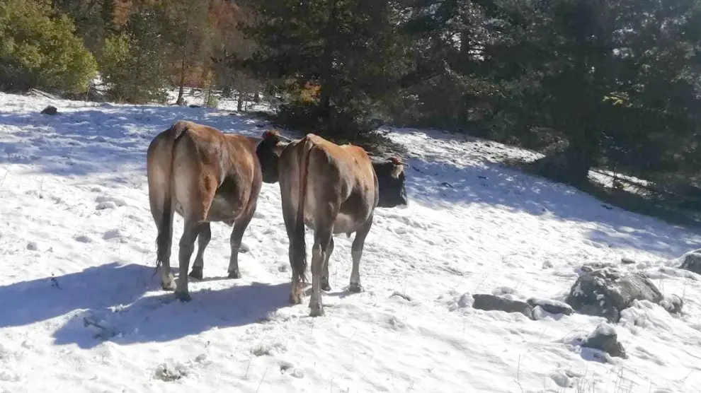 Los ganaderos bajan sus vacas de los prados de alta montaña, ya entre nieve