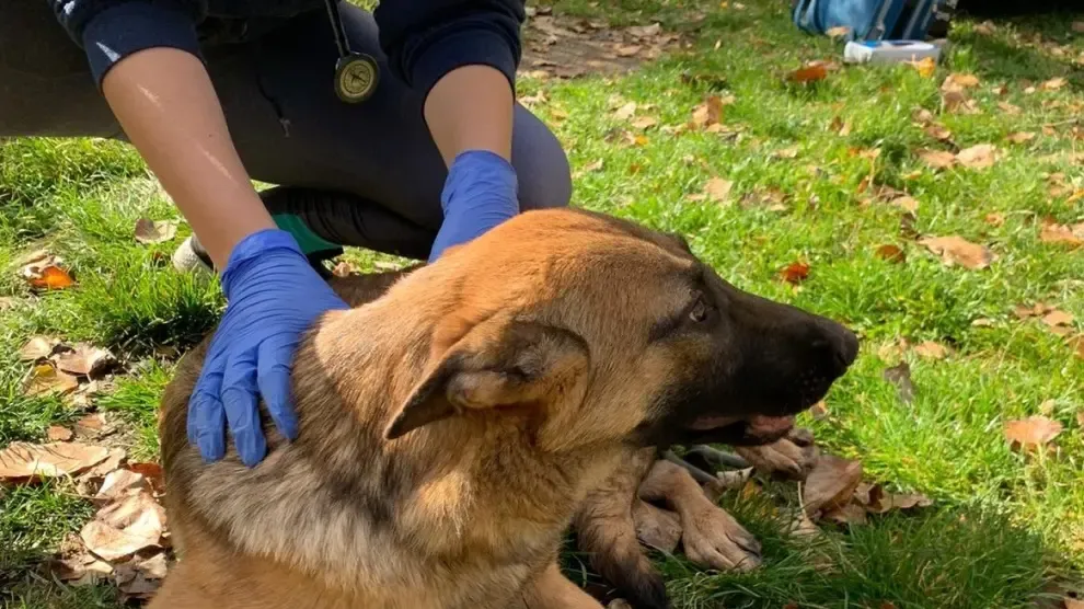 Rescatados seis perros de una perrera ilegal en Sabiñánigo