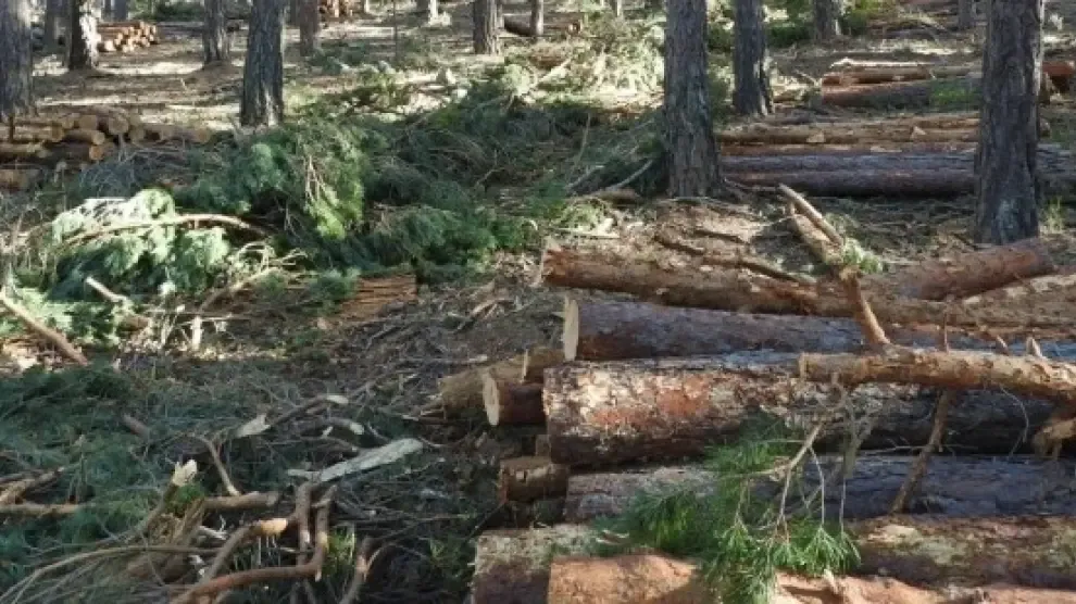 Aragón subasta 12 aprovechamientos de madera en montes propiedad de la comunidad y montes consorciados