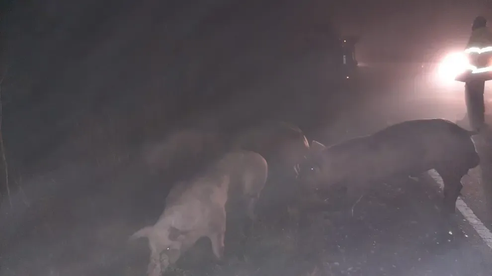 Se accidenta un camión cargado de cerdos en las inmediaciones de Peralta de Alcofea