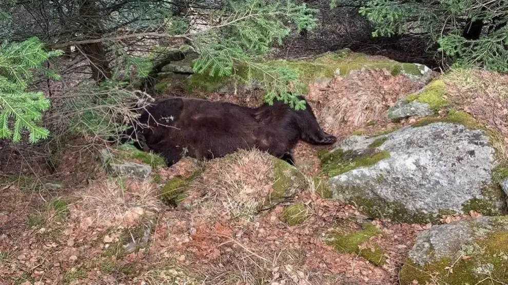 Los Mossos detienen a una persona por la muerte del oso Cachou