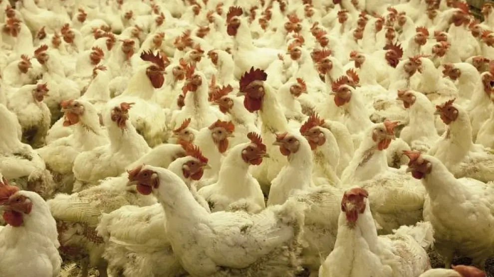 El desplome de los precios del pollo pone contra las cuerdas a más de 5.500 explotaciones