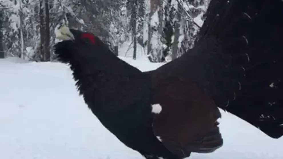 Un urogallo en la nieve, estrella de un vídeo viral