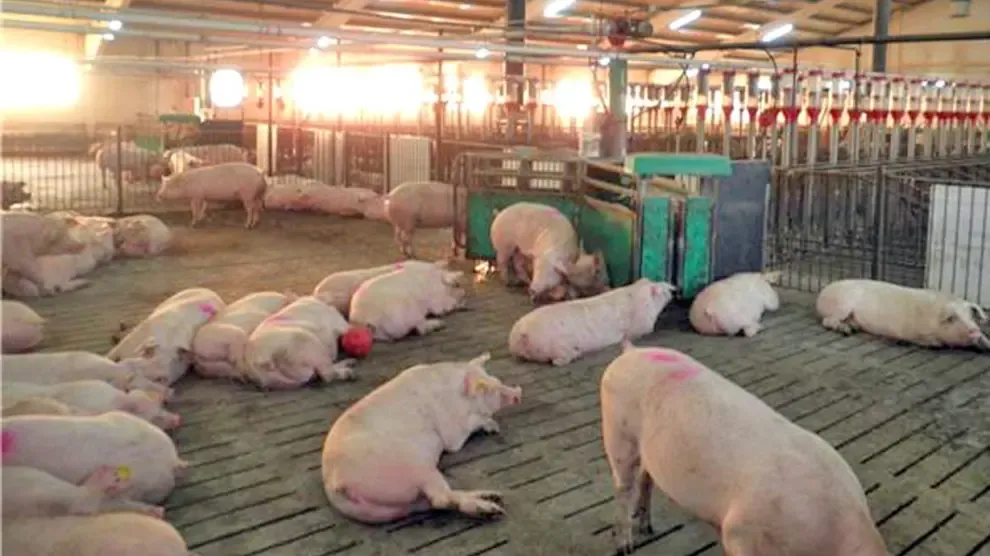 Vecinos de Torres del Obispo piden aplazar nuevas granjas de porcino