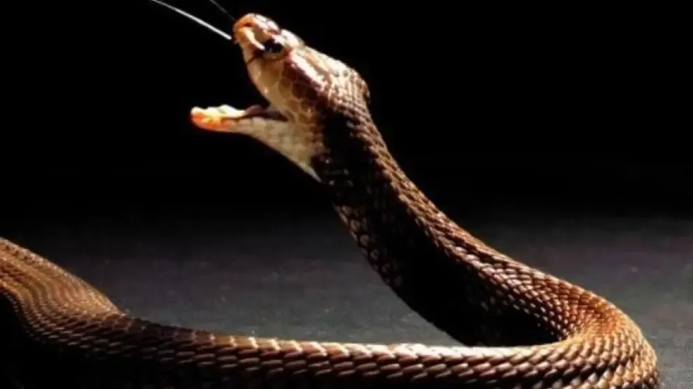 El veneno de las cobras evolucionó para defenderse de los predadores
