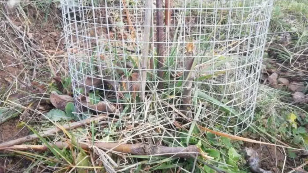 Denuncian destrozos en una plantación de manzanos autóctonos en Artosilla
