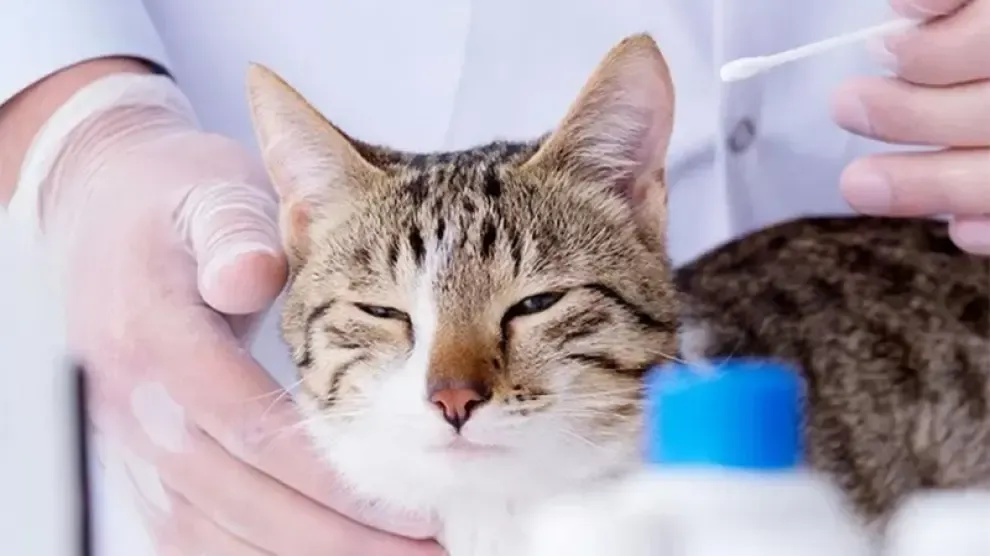 Seúl hace pruebas del coronavirus a gatos y perros domésticos si tienen síntomas
