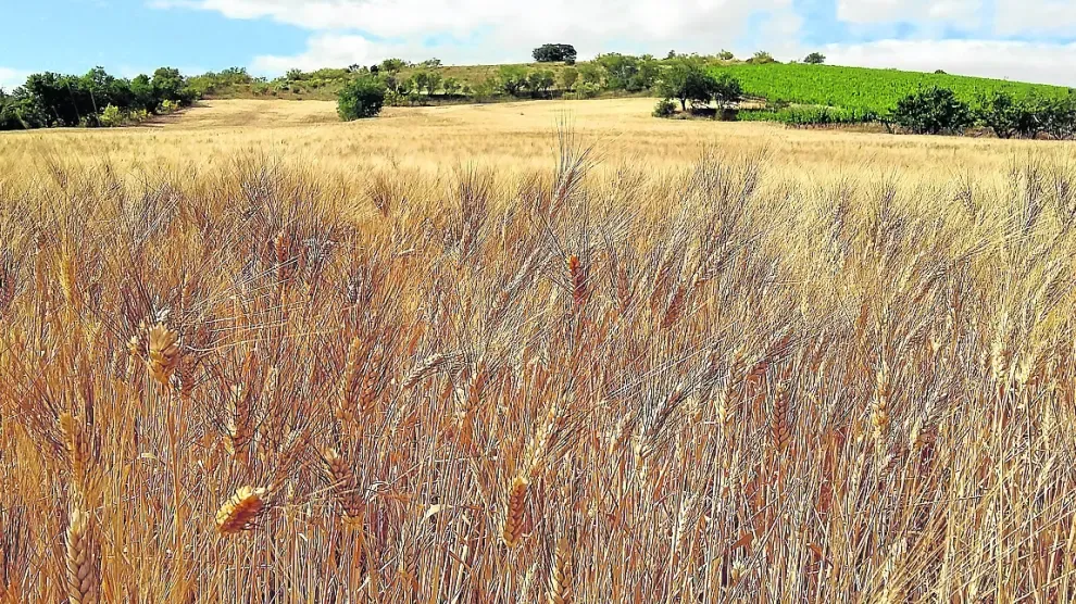 Campo de trigo en la comunidad aragonesa