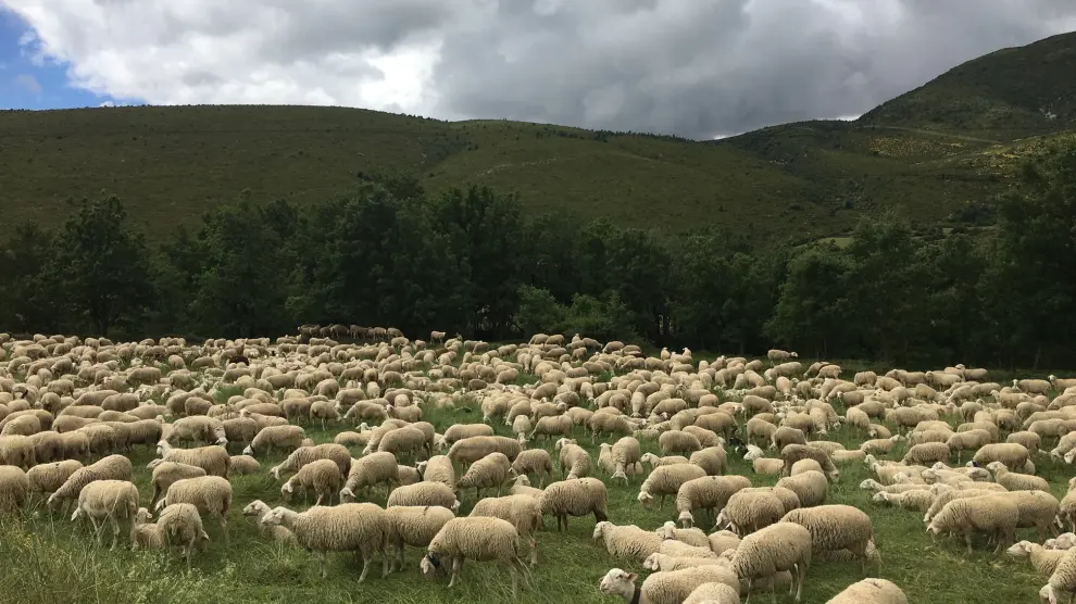 Un rebaño de ovejas en una zona de pastos en la provincia de Huesca.