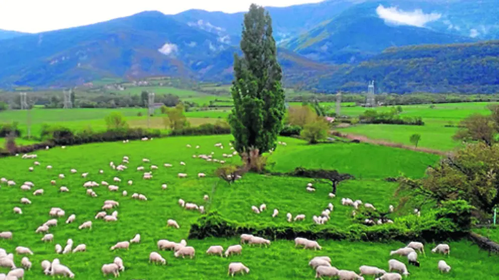 Rebaño de ovejas pastando en los campos de Senegüé.
