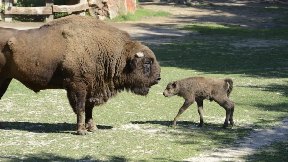 Primer bisonte europeo andaluz.