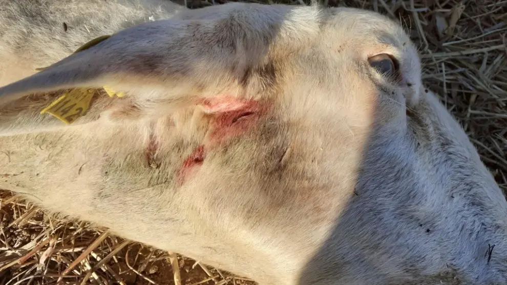 Detalle de una de las heridas en la oveja muerta de un rebaño de Arrés, durante la jornada de ayer.