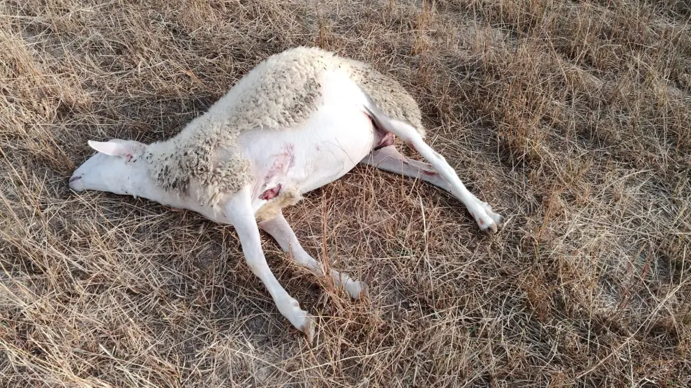 Una de las ovejas muertas en uno de los ataques registrados en la zona de Arrés.