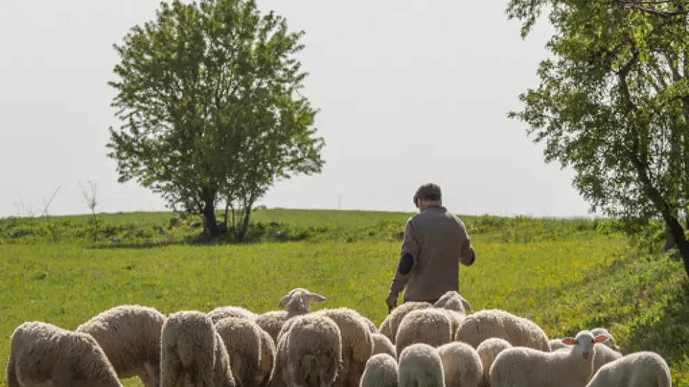 Un pastor junto a su rebaño de ovejas.