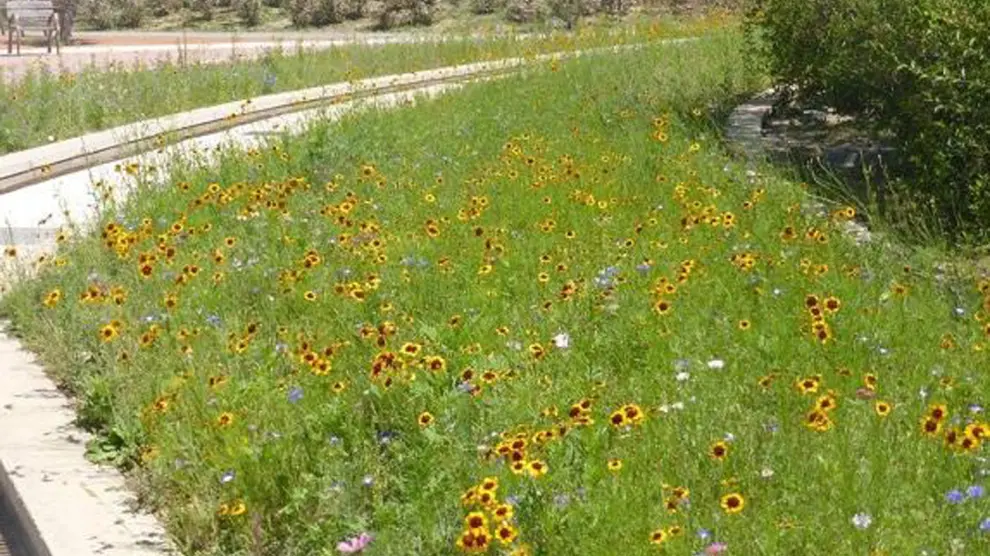 Isla de biodiversidad en el Polígono 41 de Huesca en plena floración