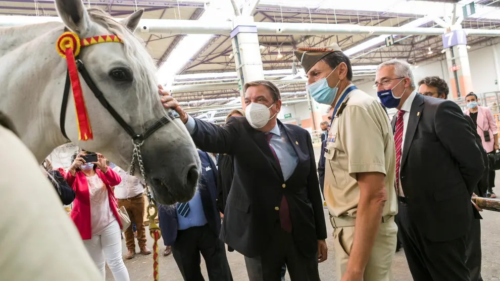 El ministro Luis Planas acaricia un caballo durante su visita de ayer a Figan.