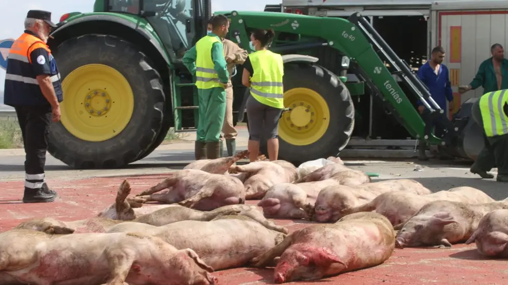 Imagen de algunos de los cerdos muertos como consecuencia del vuelco del camión.