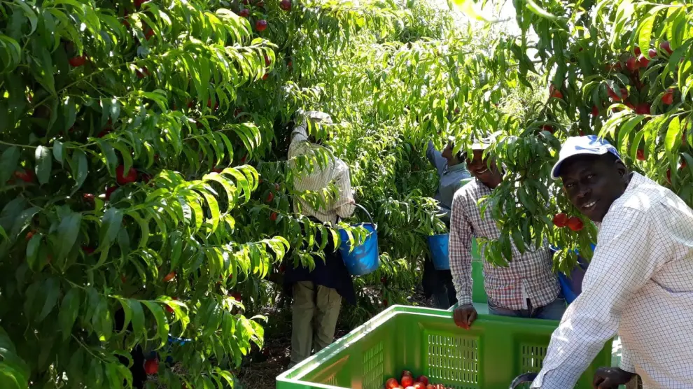 Temporeros del Bajo Cinca en plena recogida de fruta.