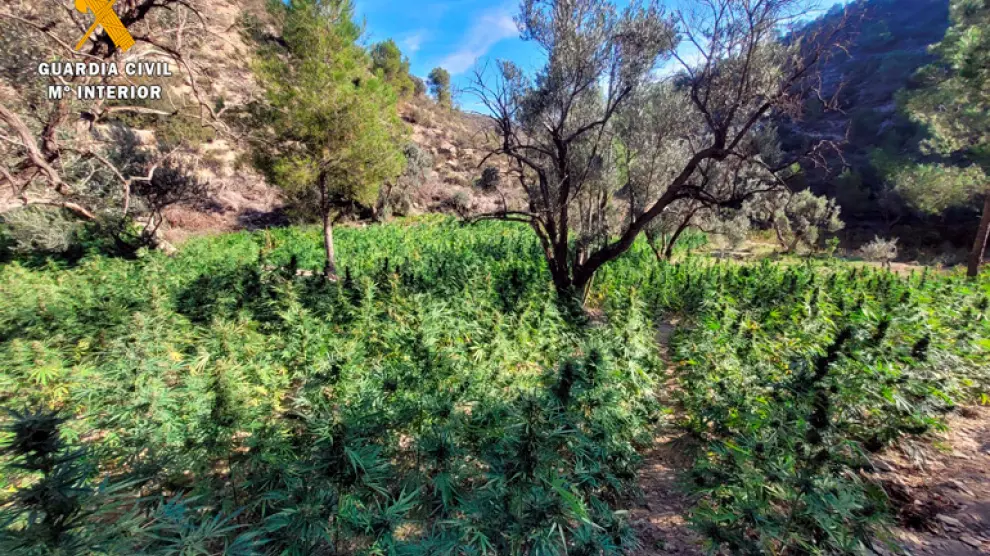 Más de 1500 plantas de marihuana aprehendidas en Fayón