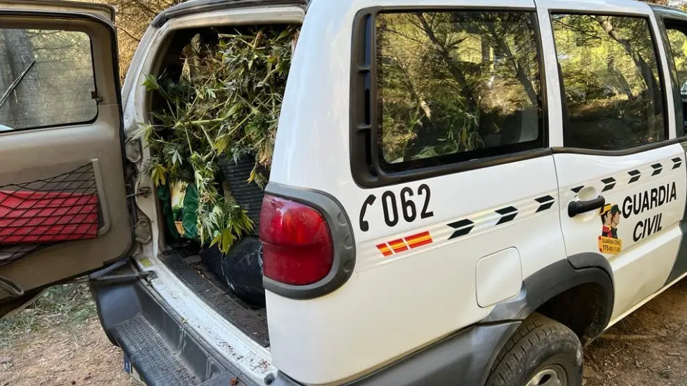 Los agentes localizaron en un paraje boscoso, próximo al embalse de Mediano, 900 plantas de marihuana.