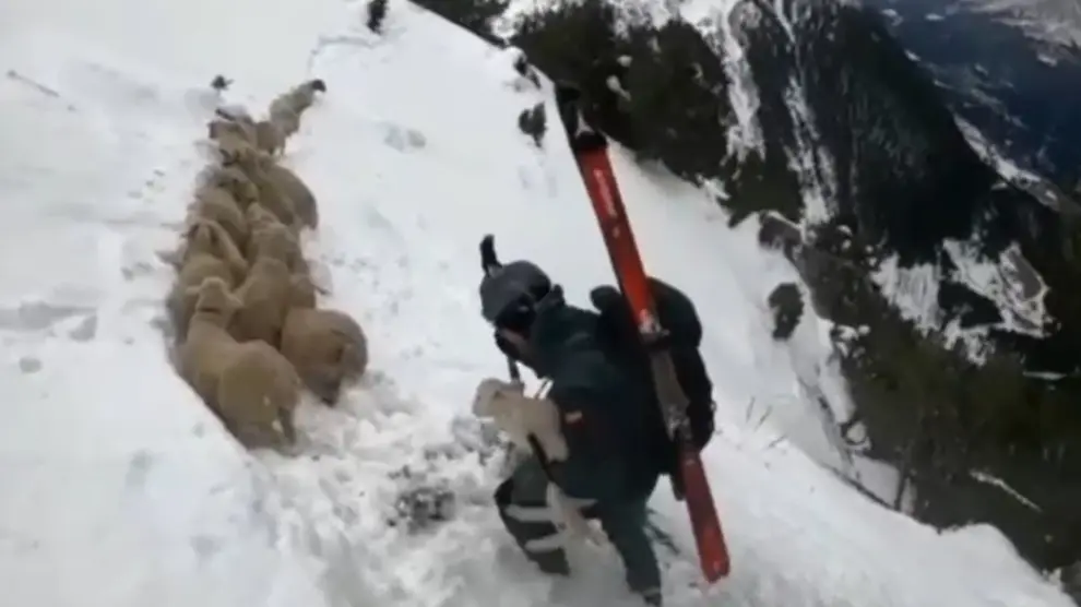 Rescate de ovejas en las proximidades del pico del Turmo.
