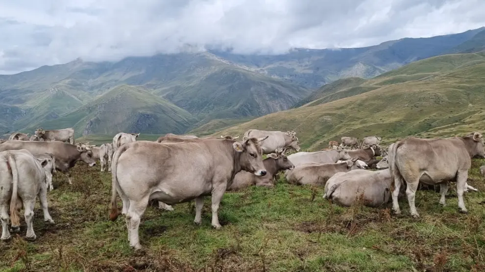Ejemplares de Parda de Montaña pastan en un prado del Pirineo.